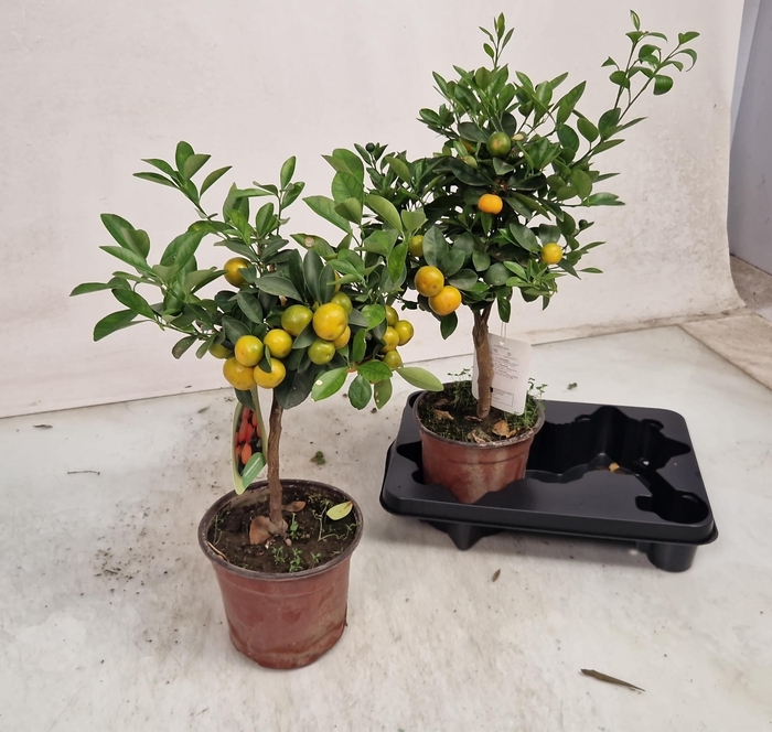 <h4>CITR MICROCARPA</h4>
