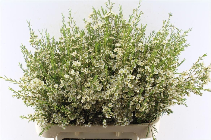 Chamelaucium Ofir White