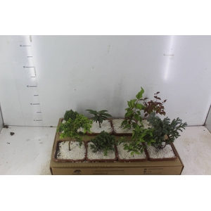 BONSAI JUNIOR VASO PLASTICO 1.1L