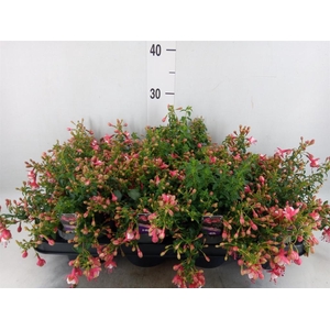 Fuchsia  'Lady Thumb'