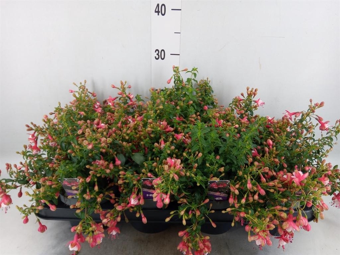 <h4>Fuchsia  'Lady Thumb'</h4>