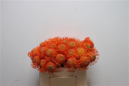 <h4>Leuco Neena Orange</h4>