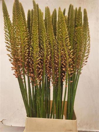 <h4>Eremurus Cleopatra</h4>