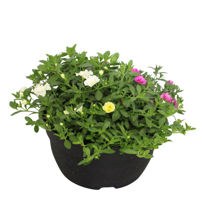<h4>Schaal 26 Mix 07 Calibrachoa Mix</h4>