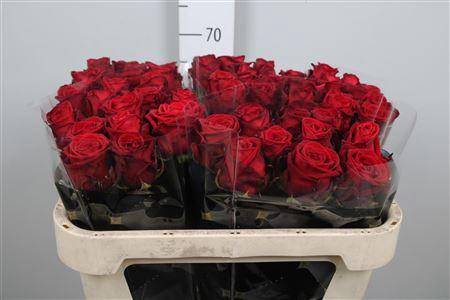 <h4>R Gr Red Naomi!</h4>