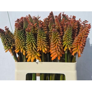 KNIPHOFIA ALCAZAR