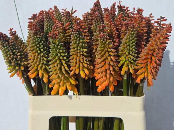<h4>KNIPHOFIA ALCAZAR</h4>