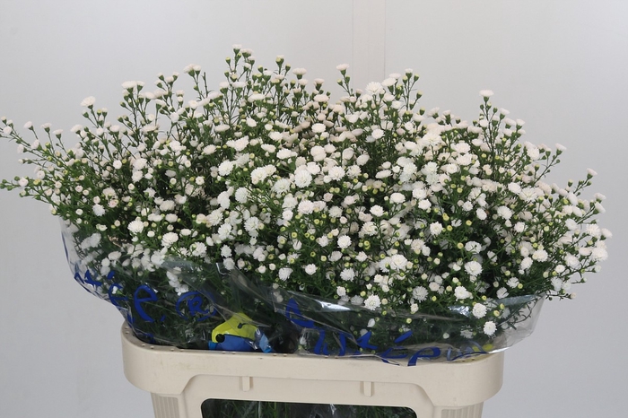 <h4>Aster White Gypsy</h4>