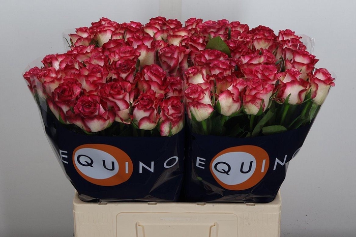 <h4>R Gr Ducati</h4>