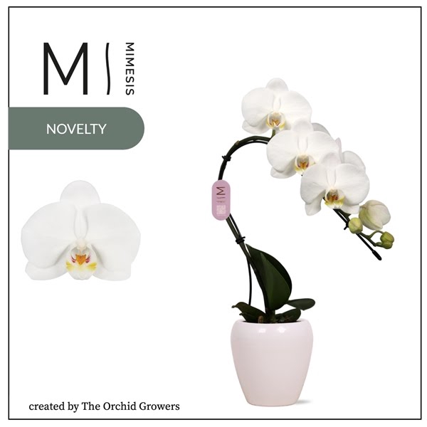 <h4>Mimesis Phal. Swan White - 1 spike 7cm in Martine White Ceramic</h4>