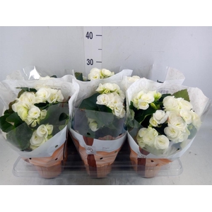 Begonia elat. HL 'Clara'