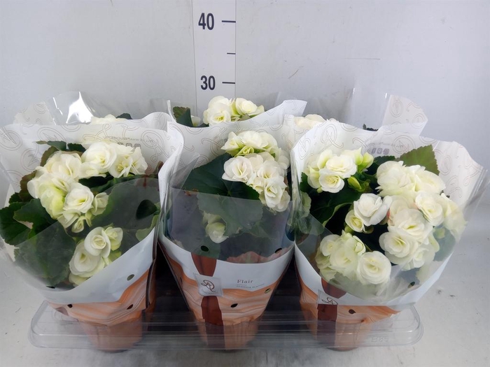 <h4>Begonia elat. HL 'Clara'</h4>