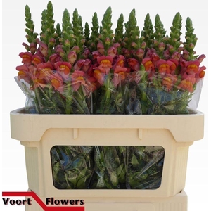 ANTIR ANTIBES ORANGE