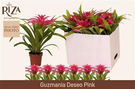 <h4>Guzm Deseo Pink</h4>