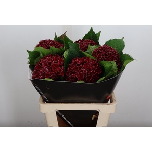Wax Hydrangea Hydr Wax Bordeaux