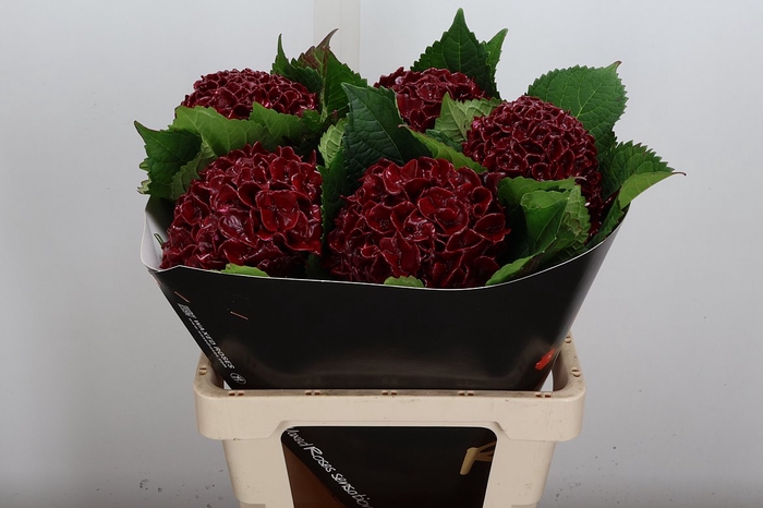 <h4>Wax Hydrangea Hydr Wax Bordeaux</h4>