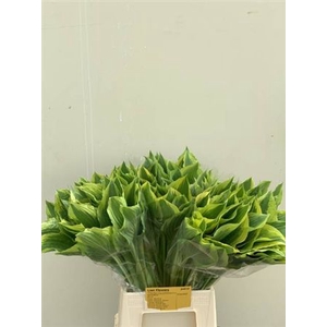 Hosta F Aureomargina