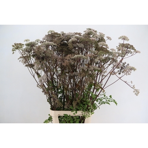 ANGELICA GIGAS PINK 130CM