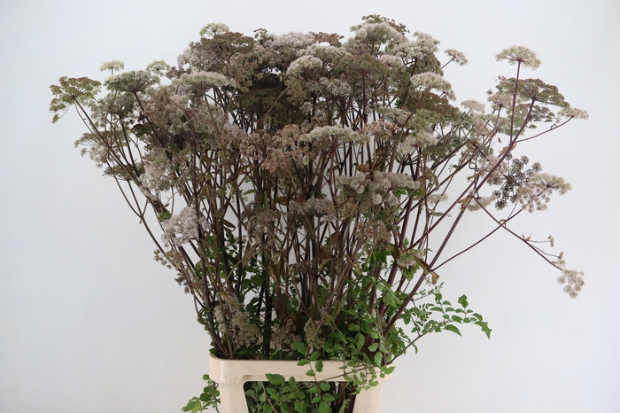<h4>ANGELICA GIGAS PINK 130CM</h4>