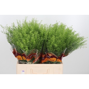 Lepidium Green Bell