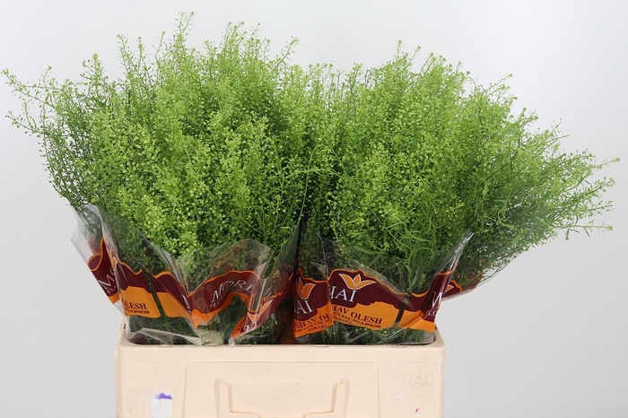 <h4>Lepidium Green Bell</h4>