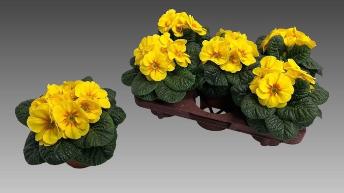 <h4>PRIM ACAULIS</h4>