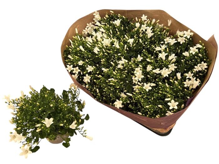 <h4>CAMP POR ROYAL</h4>