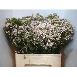 CHAME UN JUPITER SOL