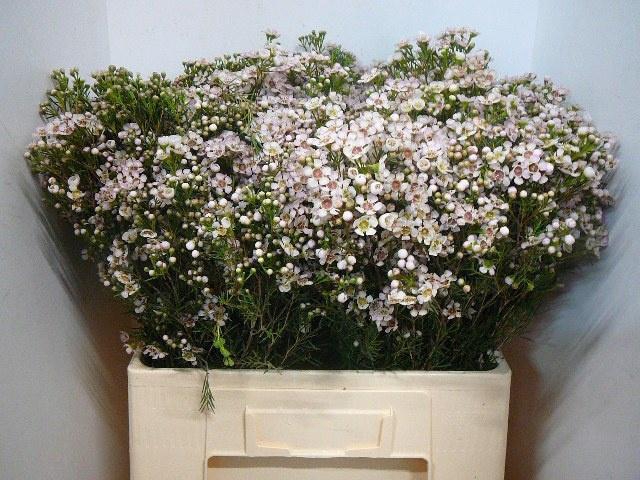 <h4>CHAME UN JUPITER SOL</h4>