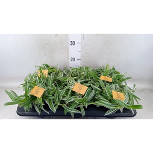 Murdannia loriformis 'Alba Aquilon'