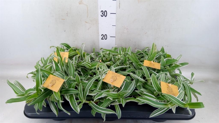 <h4>Murdannia loriformis 'Alba Aquilon'</h4>