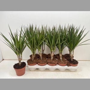DRA MARGINATA