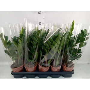 Zamioculcas zamiifolia