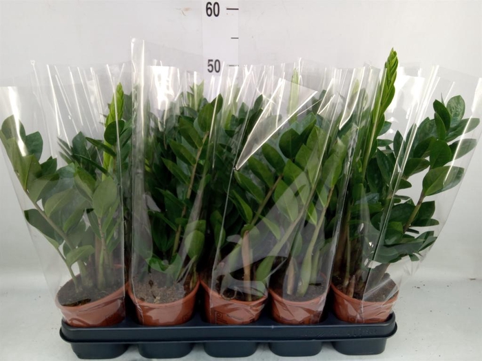 <h4>Zamioculcas zamiifolia</h4>