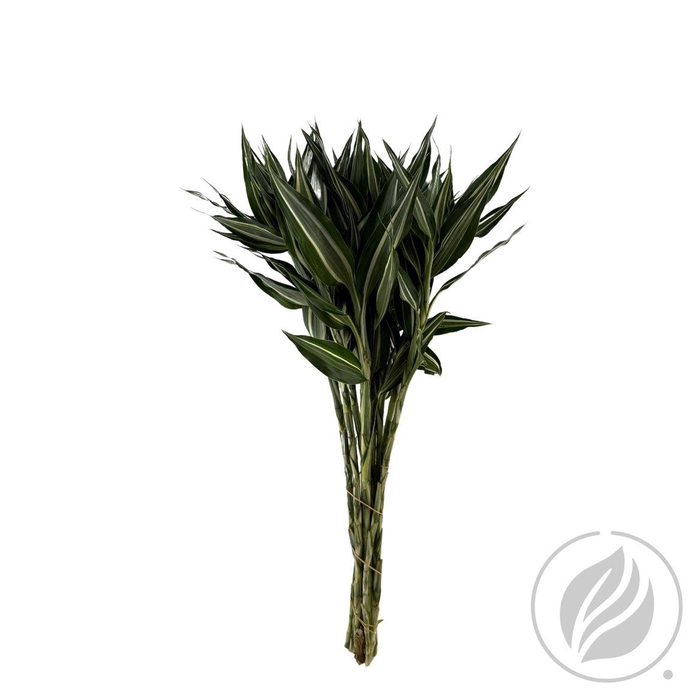 Sandriana Victory 52cm Doos