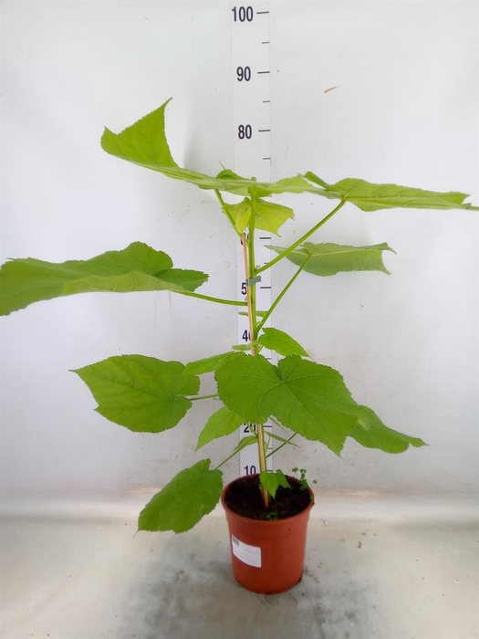 <h4>Sparrmannia africana</h4>