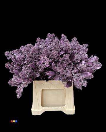 <h4>Skimmia Metallic Light Purple</h4>