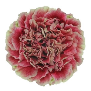 Di St Merletto Crimson