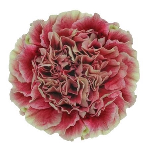 Di St Merletto Crimson