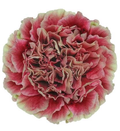 <h4>Di St Merletto Crimson</h4>