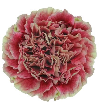 <h4>Di St Merletto Crimson</h4>