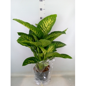 Dieffenbachia seg. 'Reeva'