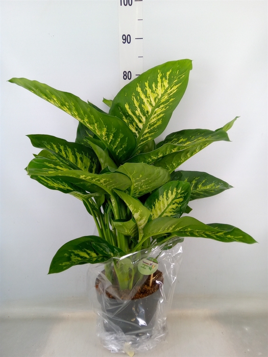 <h4>Dieffenbachia seg. 'Reeva'</h4>