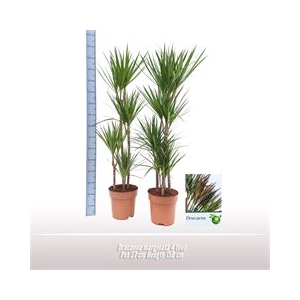 Dracaena marginata 4 toef