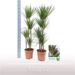 <h4>Dracaena marginata 4 toef</h4>