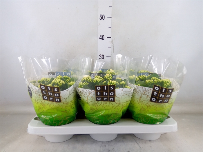 <h4>Kalanchoe blos. 'Calandiva Whites'</h4>