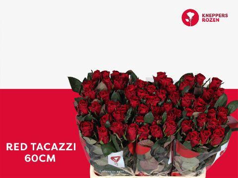 <h4>R GR RED TACAZZI+</h4>