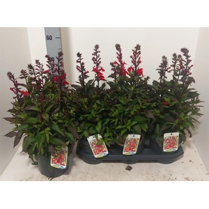 Lobelia speciosa Fan Scarlet 19Ø 65cm