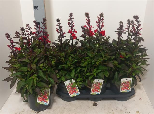 Lobelia speciosa Fan Scarlet 19Ø 65cm