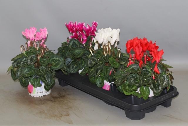 <h4>CYCL GR SUP XL</h4>